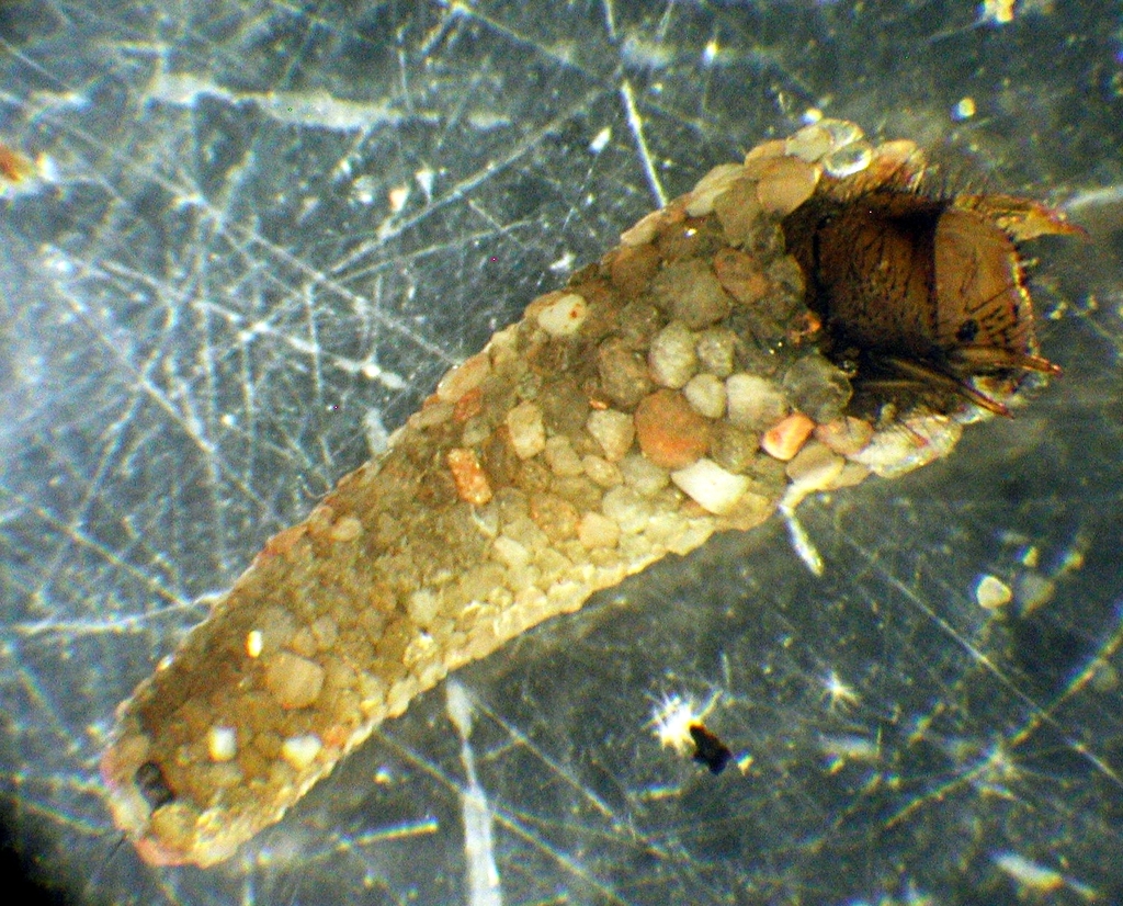 Ecclisopteryx