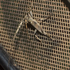 Didymocantha obliqua