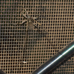 Didymocantha obliqua