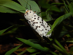 Alpenus