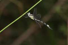 Parasynthemis regina