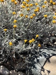 Thymophylla setifolia