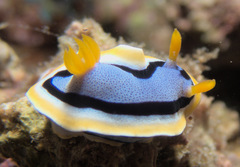 Chromodoris annae