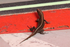 Pholidobolus vertebralis