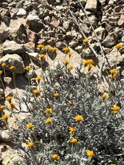 Thymophylla setifolia