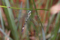 Parasynthemis regina