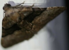 Aporoctena scierodes