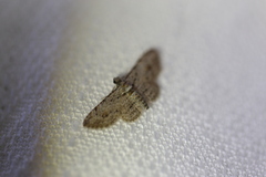 Sigilliclystis insigillata