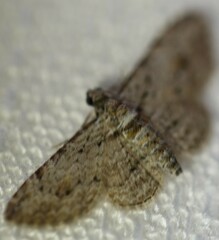 Sigilliclystis insigillata