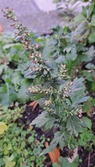 Artemisia princeps