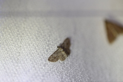 Sigilliclystis insigillata