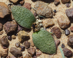 Massonia tenella