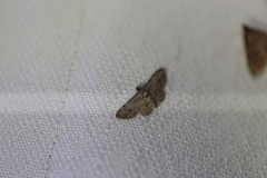 Sigilliclystis insigillata