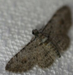 Sigilliclystis insigillata