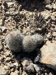 Escobaria tuberculosa