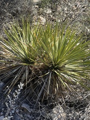 Yucca reverchonii