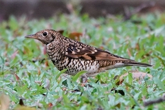 Zoothera aurea
