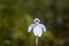 Caladenia alpina