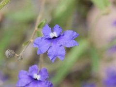 Dampiera hederacea