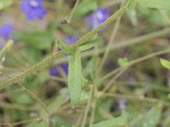 Dampiera hederacea