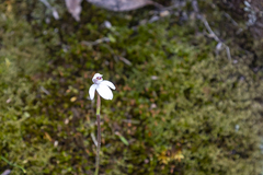 Caladenia alpina