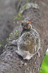 Galeopterus variegatus