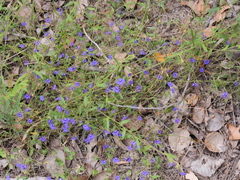 Dampiera hederacea