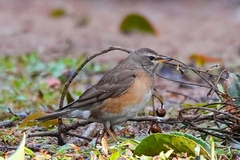Turdus obscurus