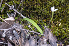 Caladenia alpina