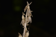 Epipogium roseum