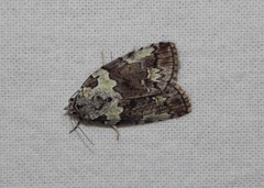 Blenina squamifera