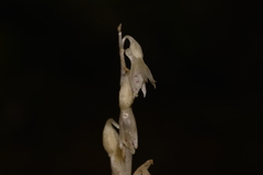 Epipogium roseum