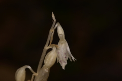 Epipogium roseum