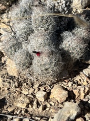 Escobaria tuberculosa