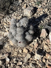 Escobaria tuberculosa