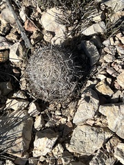 Coryphantha echinus