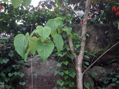 Idesia polycarpa