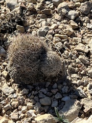 Coryphantha echinus