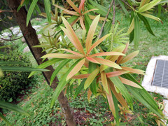 Podocarpus nakaii