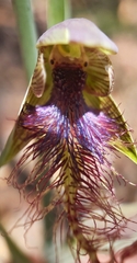 Calochilus therophilus