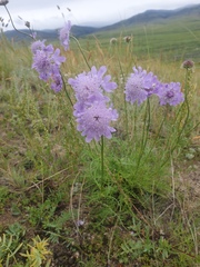 Scabiosa comosa