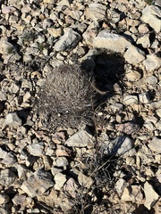 Coryphantha echinus