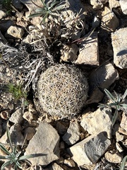 Coryphantha echinus