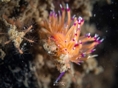Unidentia aliciae