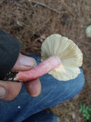Russula atropurpurea