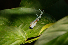 Hypolycaena antifaunus
