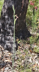 Calochilus therophilus