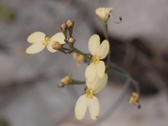Stylidium planirosula