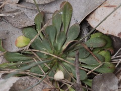 Stylidium planirosula