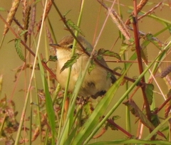 Iduna caligata